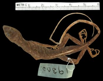 Media type: image;   Herpetology R-19305